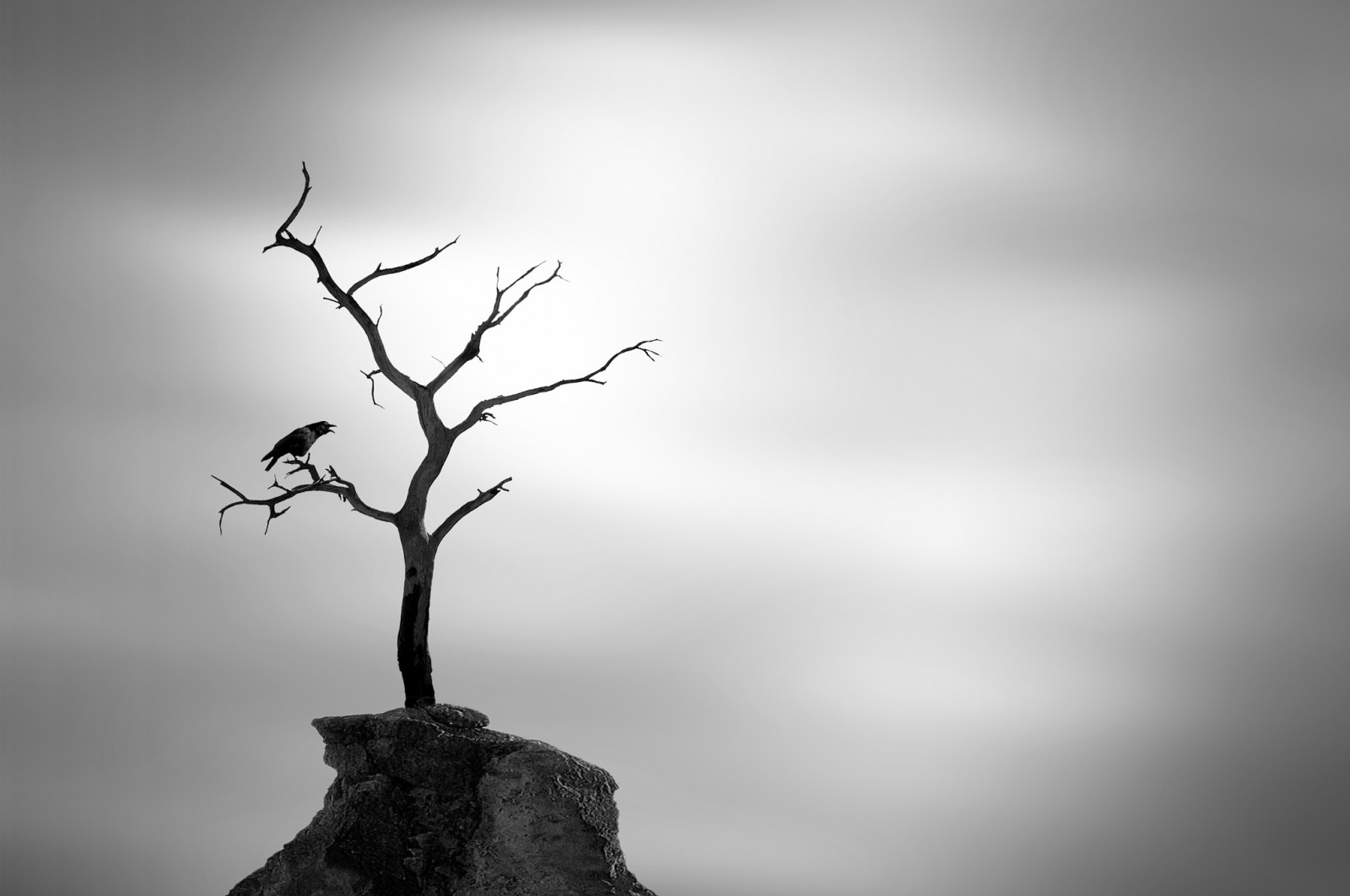 hvid, sort, fugle, dyr, monokrom, natur, afspejling, himmel, fotografering, silhuet, afdeling, morgen, lys, Sky, træ, blad, blomst, plante, mørke, atmosfærisk fænomen, sort og hvid, monokrom fotografering, vedplante