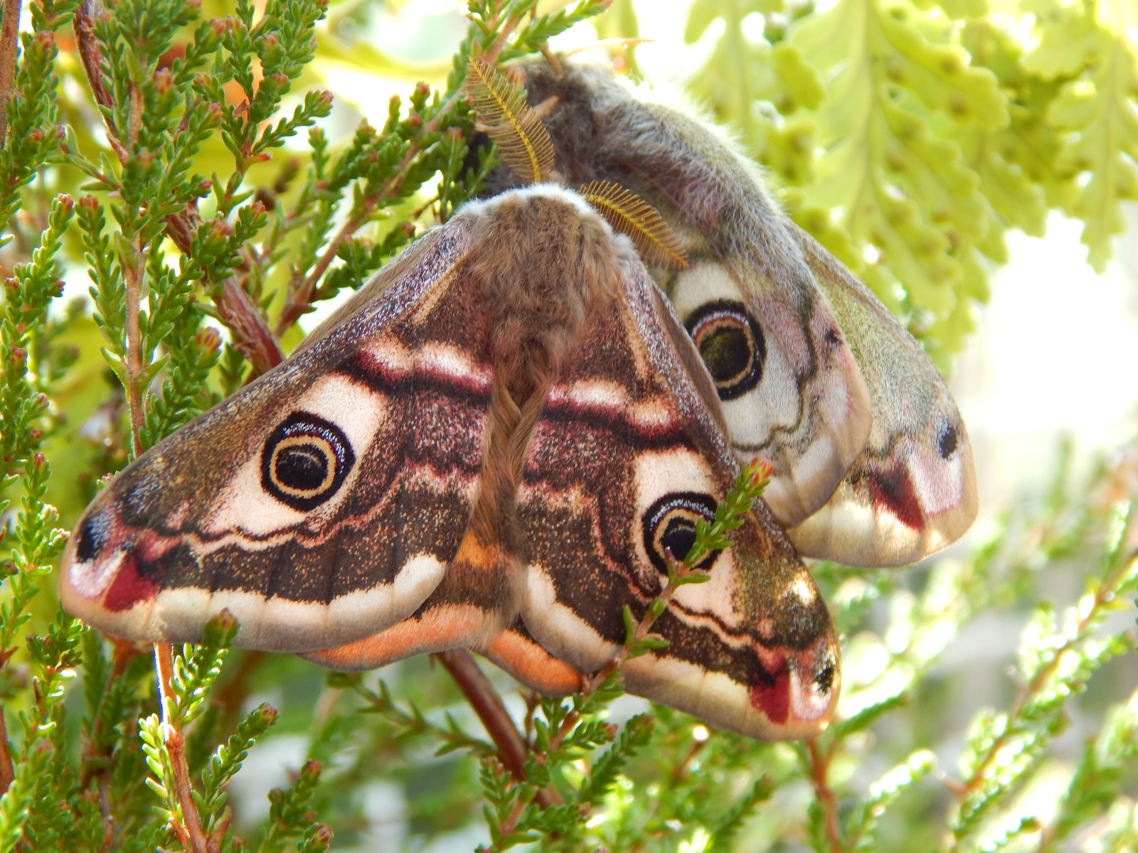 Three Paired Insect Wallpaper : world, 2, wild, two, male, eye, nature, beauty, female ...