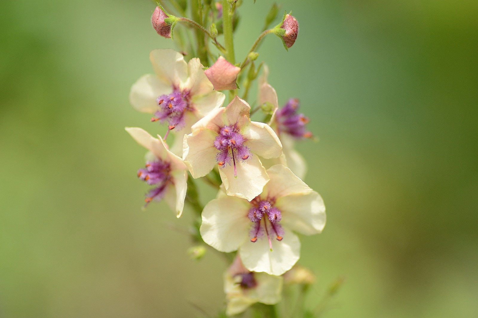 Japonsko, zahrada, Nikon, květ, bylina, květ, rostlina, kobe, orchidej, flóra, okvětní lístek, divoká rostlina, vyrobit, botanika, suchozemská rostlina, kvetoucí rostlina, makro fotografie, závod stonek, nektar