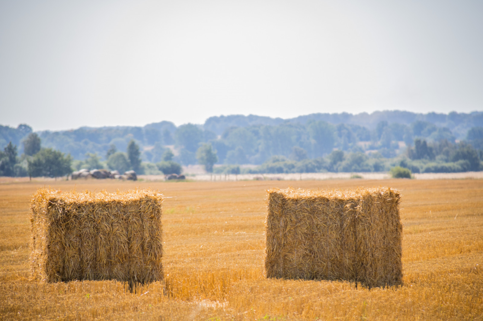 slunečnímu záření, krajina, kopec, tráva, nebe, pole, ráno, horizont, sláma, seno, scenérie, lučina, rostlina, venkov, landsbygd, landskap, exif modelu canoneos760d, geocountry, Kamera aby kánon, geocity, Model fotoaparátu canoneos760d, geostate, geolocation, EXIF čočka efs18200mmf3556is, EXIF otvor 56, exif focallength 200mm, exif aby kánon, EXIF isospeed 125, stéblo, zemědělství, prostý, prérie, oříznutí, půda, venkov, atmosférický jev, tráva rodina