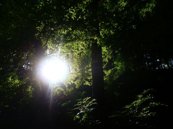 forest clearing,sun rays,tree bark,sky,forest,lightning