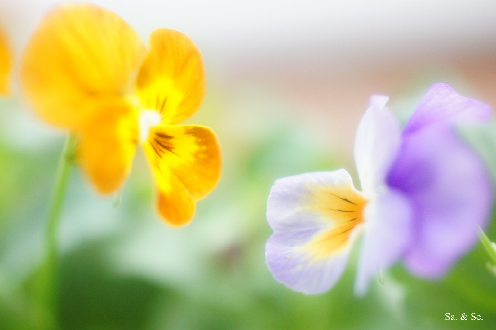 Wallpaper flower, macro, viola, sonynex 2802x1865 1042217 HD