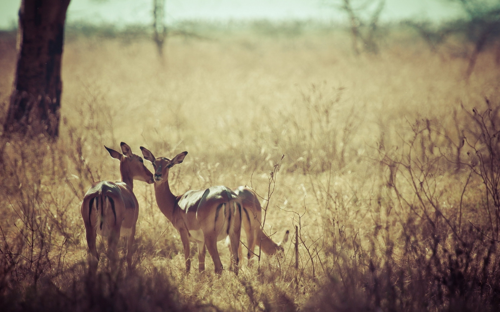 Wallpaper deer, nature, grass, field, wildlife, grassland, background