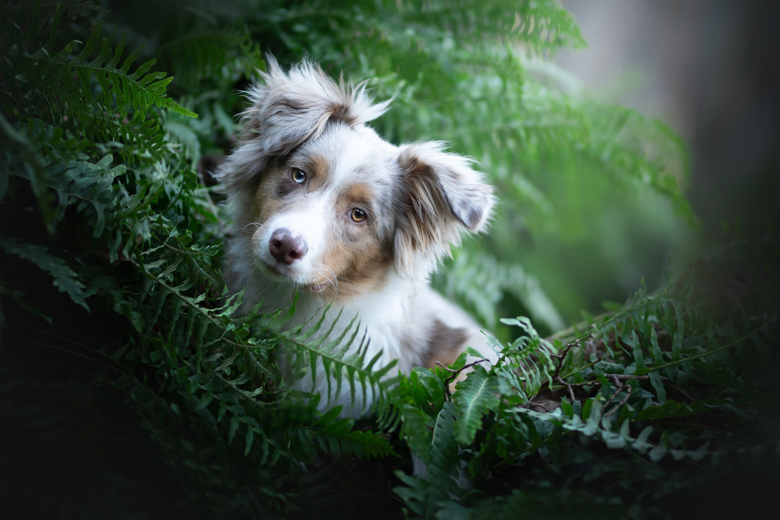 Plantas, al aire libre, perro, Animales, mamíferos