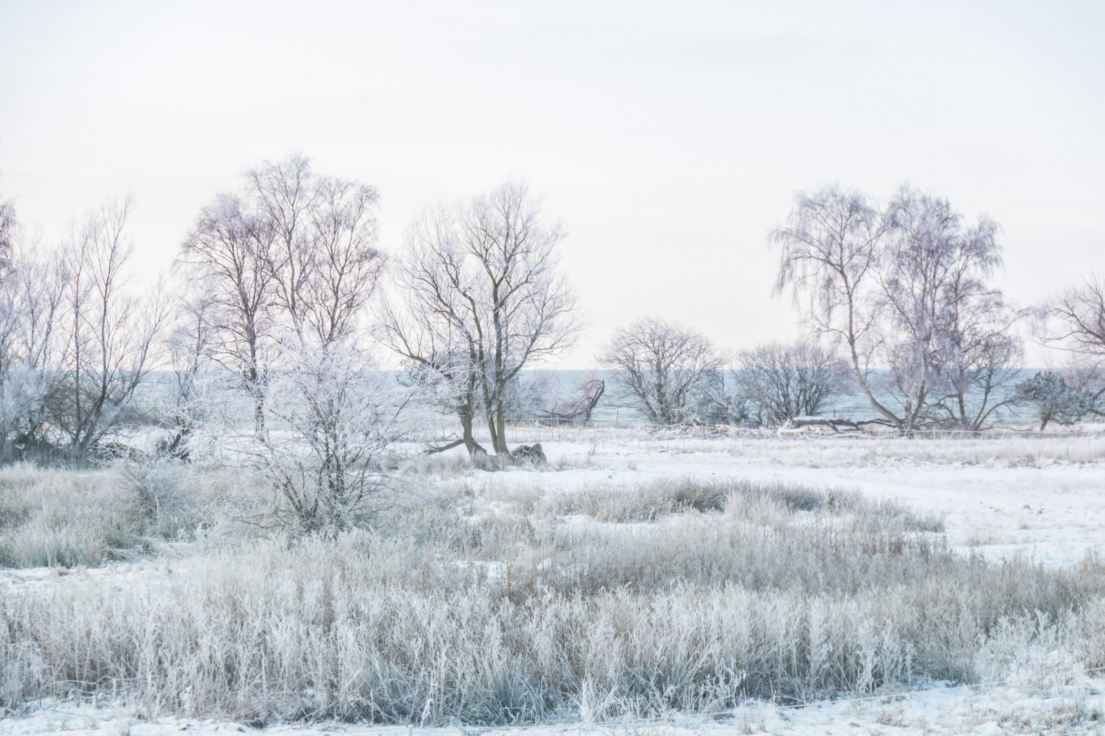 paesaggio, cielo, la neve, inverno, ramo, ghiaccio, brina, Brina, Congelamento, albero, scenario, tempo metereologico, stagione, himmel, Vinter, tr d, Landskap, modello canoneos760d exif, geocountry, Marca fotocamera Canon, Geocity, modello di fotocamera canoneos760d, geostate, geolocalizzazione, Lente exif efs18200mmf3556is, apertura exif 56, exif fare canon, exif ISOSPEED 160, exif focalLength 100 millimetri, rimfrost, tre, bufera di neve, fenomeno atmosferico, tempesta invernale