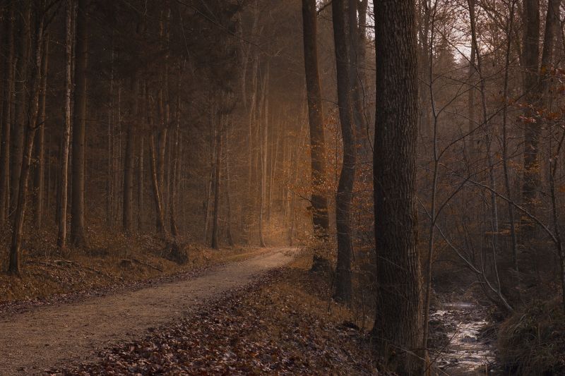 slunečnímu záření, les, Příroda, zima, fotografování, dřevo slunečnímu záření, les, Příroda, zima, fotografování, dřevo