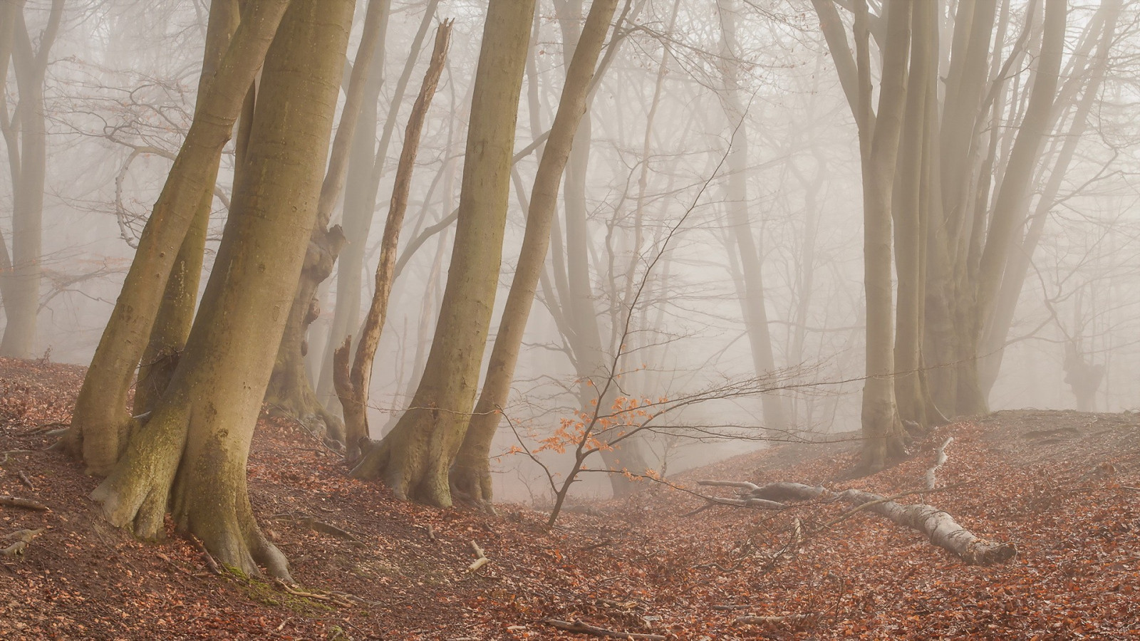 slunečnímu záření, stromy, les, Příroda, rostliny, zima, dřevo, větev, ráno, mlha, strom, podzim, mlha, list, počasí, rostlina, sezóna, zálesí, půda, místo výskytu, přírodní prostředí, atmosférický jev, dřevina, ekosystém, kufr, závod stonek