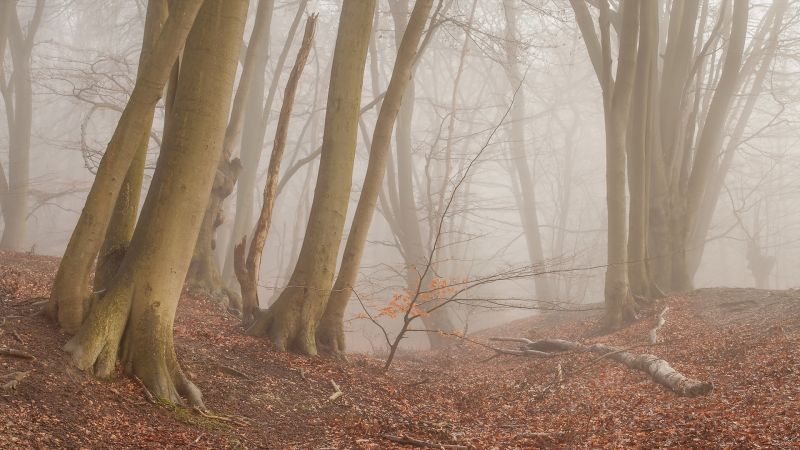 slunečnímu záření, stromy, les, Příroda, rostliny, zima slunečnímu záření, stromy, les, Příroda, rostliny, zima