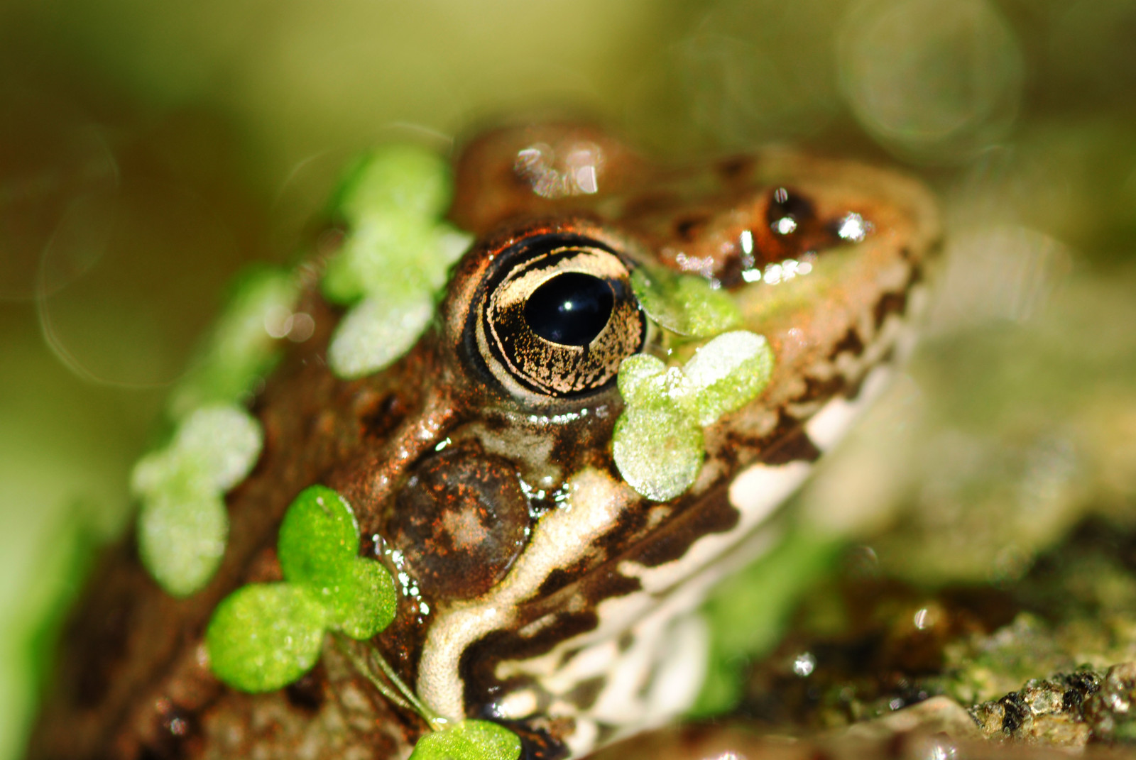 zvěř, Příroda, zelená, Volně žijících živočichů, žába, obojživelník, ropucha, fauna, obratlovců, zblízka, makro fotografie, Ranidae, Rosnička, skokan volský
