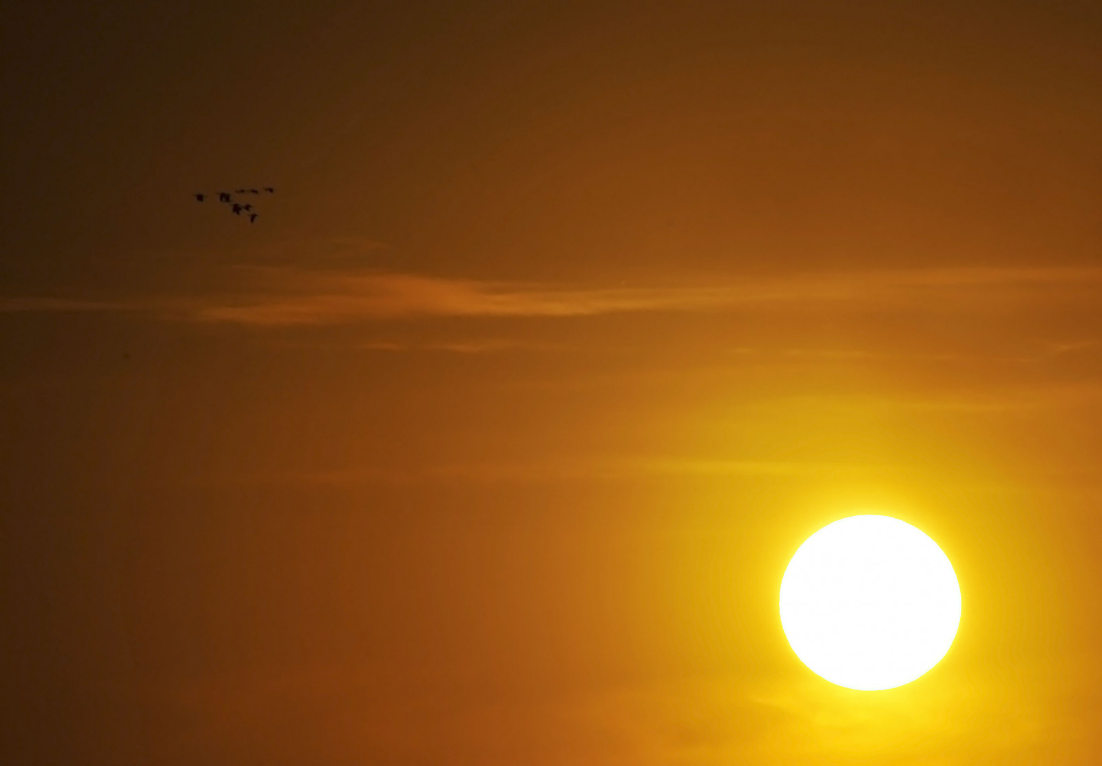 sollys, fugle, solnedgang, himmel, solopgang, aften, morgen, Sol, horisont, atmosfære, skumring, Sol, Rei, 2012, lys, Sky, daggry, mygearandme, solskin, sol, astro, thegalaxy, atmosfære af jord, efterglød, himmellegeme, rød himlen om morgenen, quartasunset, sunsetwednesday, goingaway