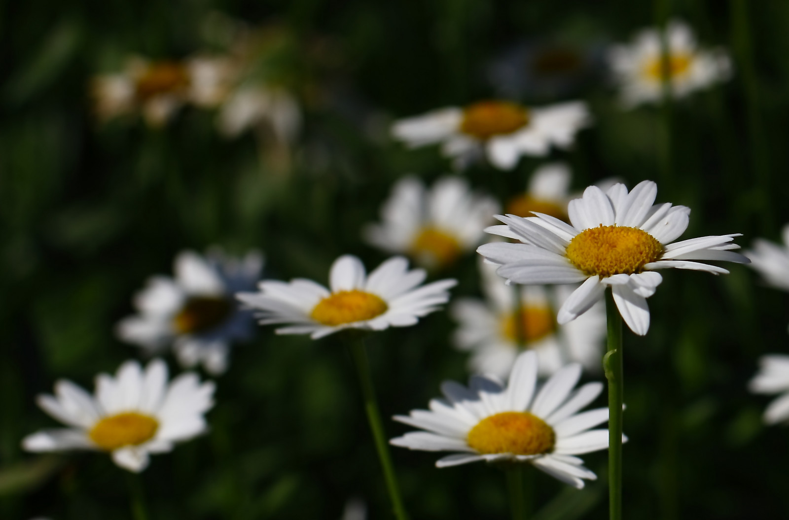 Blumen Usa Blumen Usa
