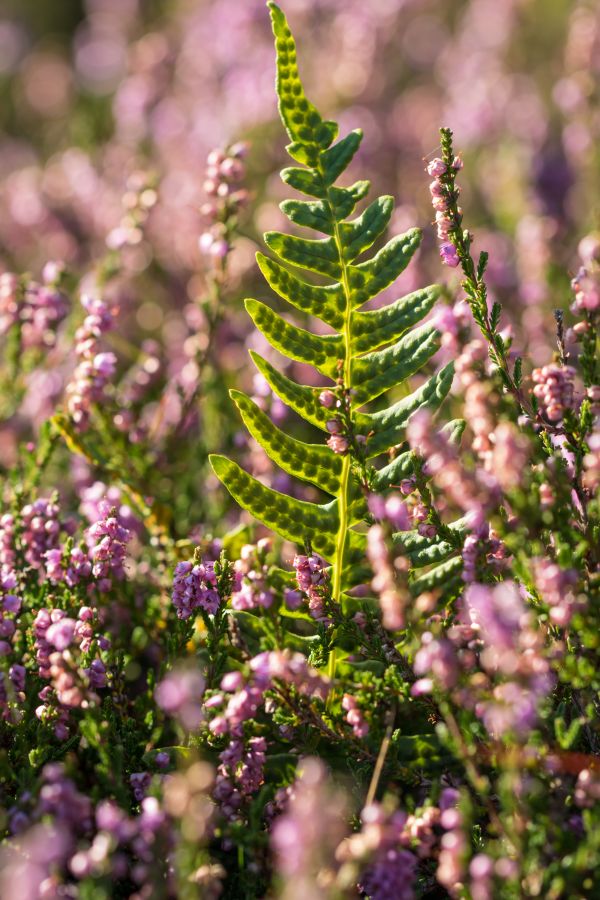 macro,blossom,flower,garden,herb,leaf