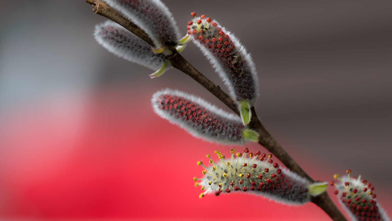 springawakening, makro, makro, bokeh, tiefensch RFE, detailní, fe9028macrogoss, sonyilce7rm2, alpha7rm2, a7rii, jaro, Fruhling, fr hlingserwachen, natur, Příroda, sch rfentiefe, Červené, jednoduchý, einfach, trouchnivění