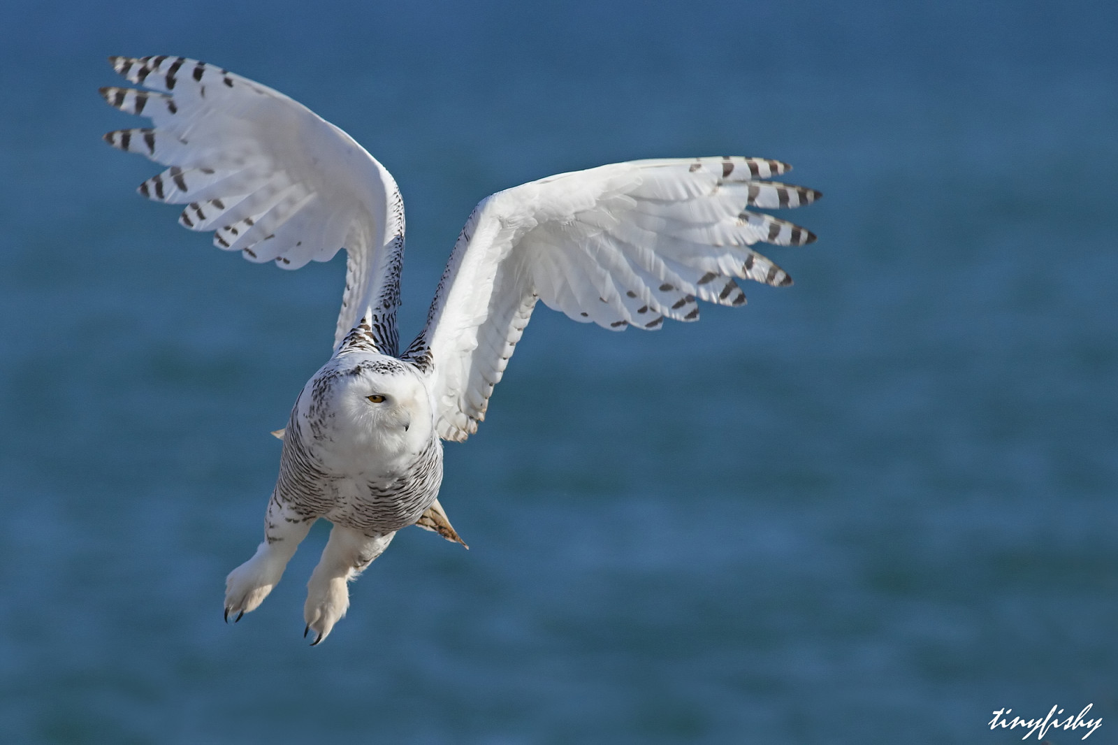 Wallpaper lake, sky, flying, wildlife, Canada, bird of prey, owl, beak, Ontario, Harrier
