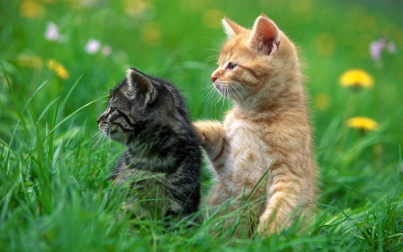 1920x1200 px, Animales, Gatos, césped, Gatitos