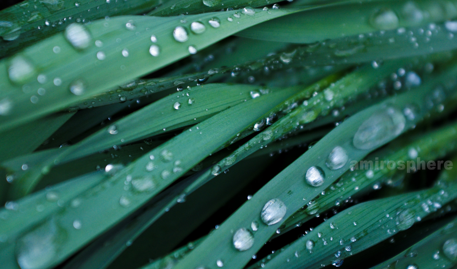 Příroda, voda, déšť, kapky, venkovní, Göteborg, kapky deště, dSLR, K5, justpentax, pentaxart