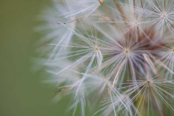 nature, macro, green, grass, photography, branch