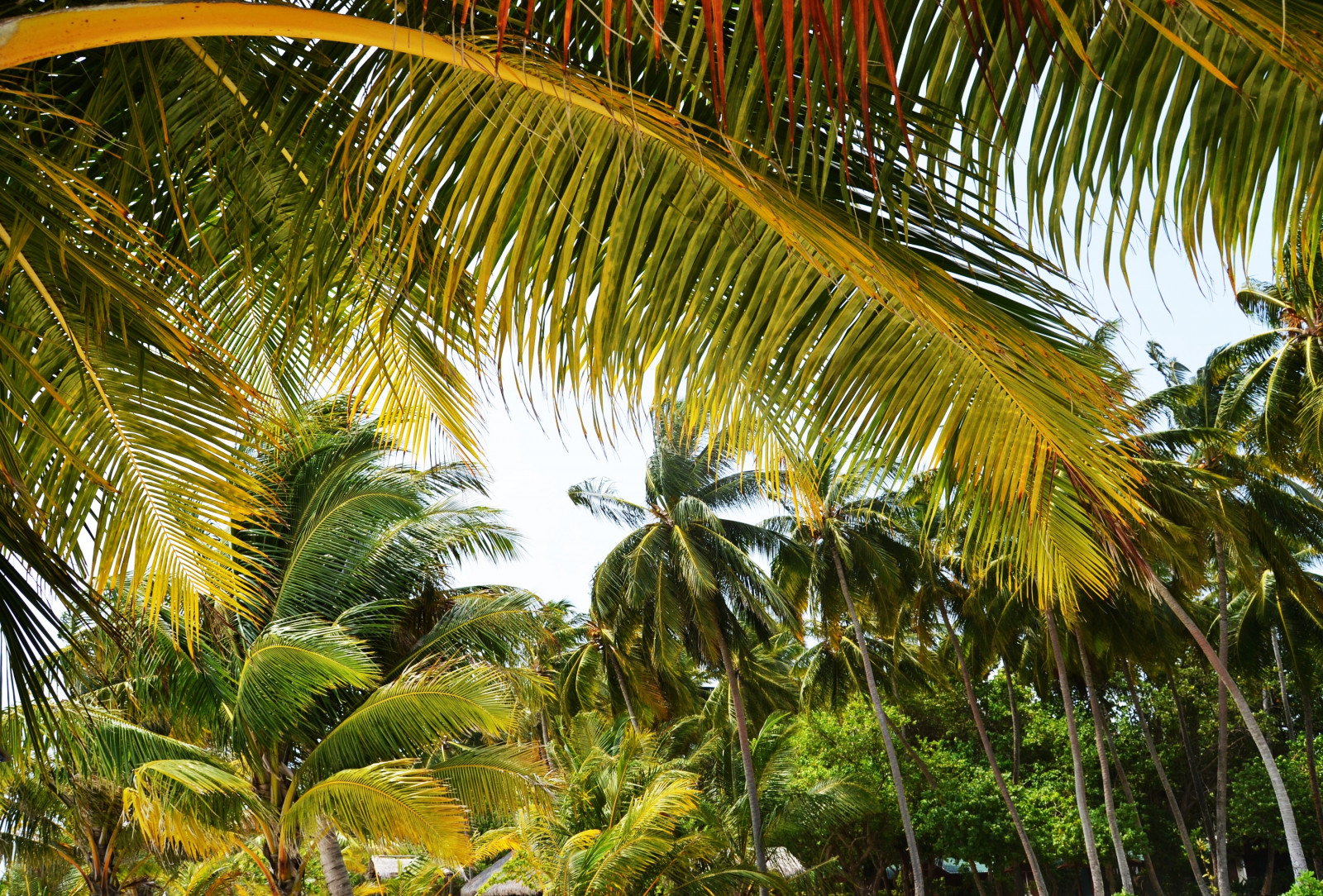 stromy, dovolená, nebe, verde, zelená, Příroda, dívka, alberi, Nikon, ráj, vítr, natura, dlaň, prozkoumat, cielo, Maledivy, palme, prázdniny, vacanze, Paradiso, Vento, Maledivy