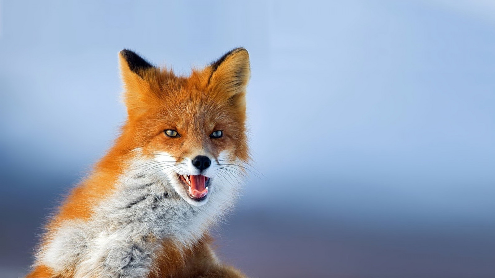 Bakgrundsbilder : vilda djur och växter, päls, polisonger, fauna ...