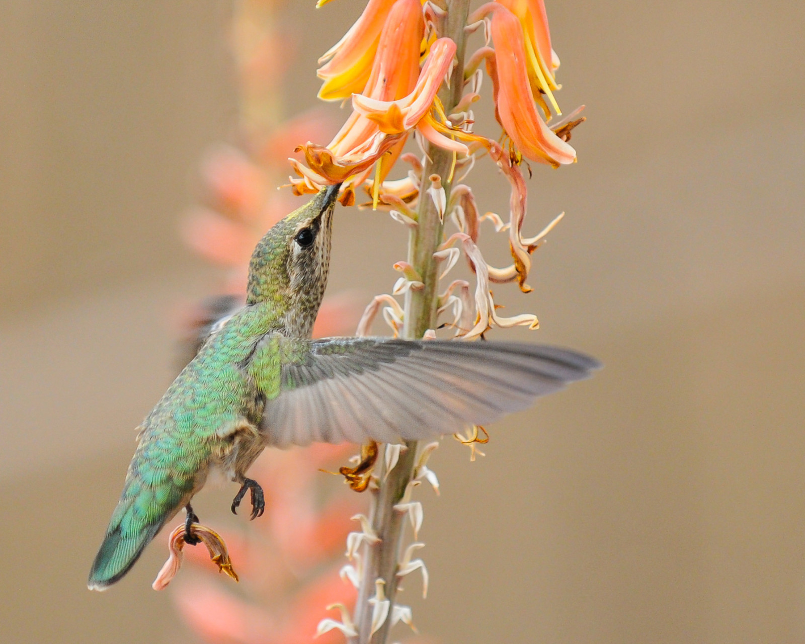Wallpaper flowers, winter, Arizona, detail, green, female, wings