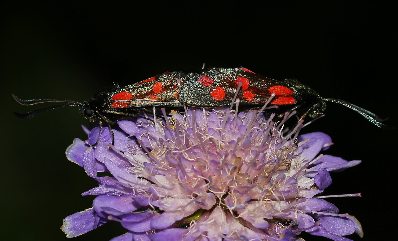 แมโคร, แมลง, สัตว์ป่า, เรณู, อังกฤษ, ผีเสื้อ, ดอกไม้, แมลง, zygaenafilipendulae, ศัตรูพืช, ใกล้ชิด, การถ่ายภาพมาโคร, สัตว์ที่ไม่มีกระดูกสันหลัง, สัตว์ขากรรไกร, สิ่งมีชีวิต, แมลงเมมเบรน, น้ำทิพย์, แมลงผสมเกสร, การผสมพันธุ์, ประวัติศาสตร์ธรรมชาติ, sixspotburnet