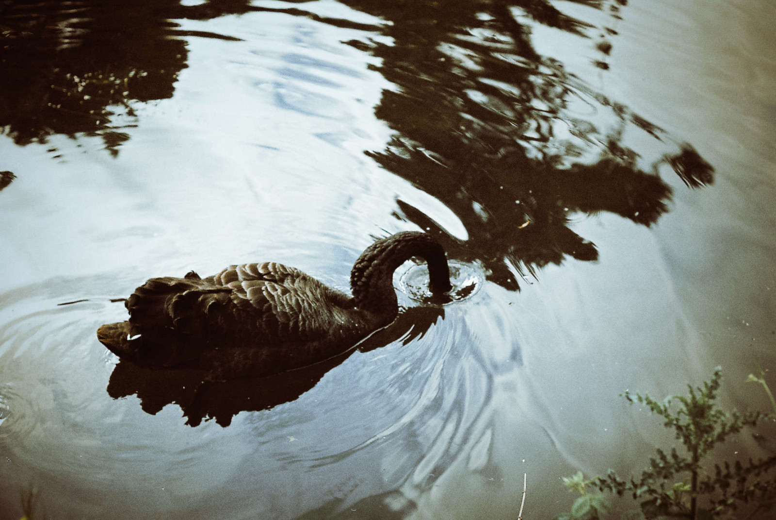 Černá, film, mě, voda, 35MM, 50mm, labuť, agua, Asahi, černoch, Pelicula, analog, cisne, analogica, pentaxme, ondaocho