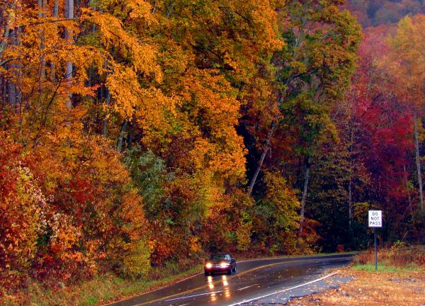 road, street, autumn, trees, red, orange