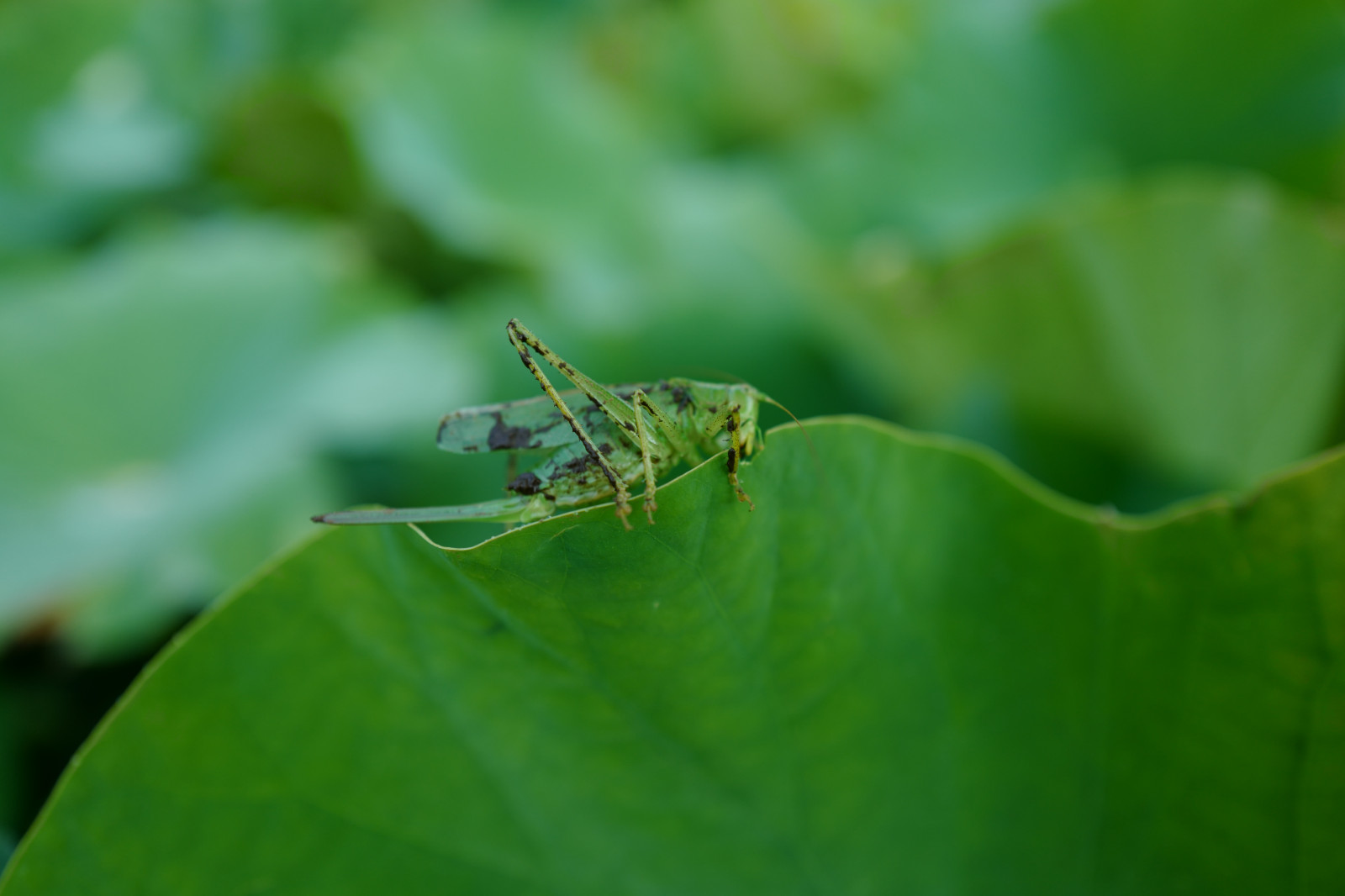 Bakgrundsbilder : natur, gräs, fotografi, insekt, grön, gräshoppa ...