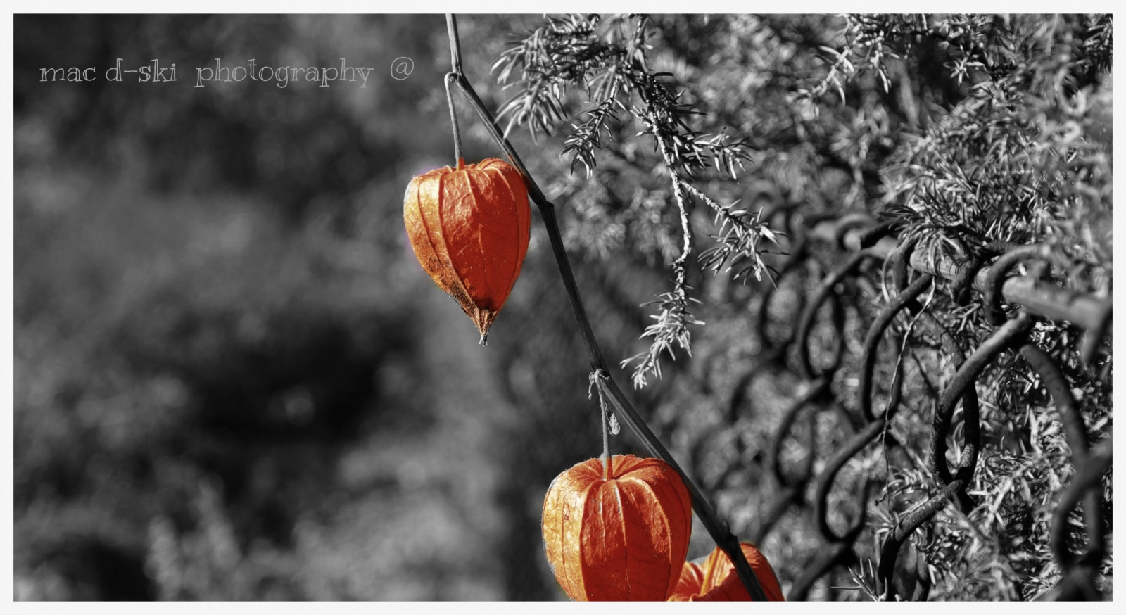 merah, cabang, pagar, bokeh, musim semi, SENI, pohon, musim gugur, daun, bunga, putih hitam, Flora, hitam dan putih, fotografi makro, hidup masih fotografi, macdskiphotography, Japaneselanternplant, Differenr, stock photography