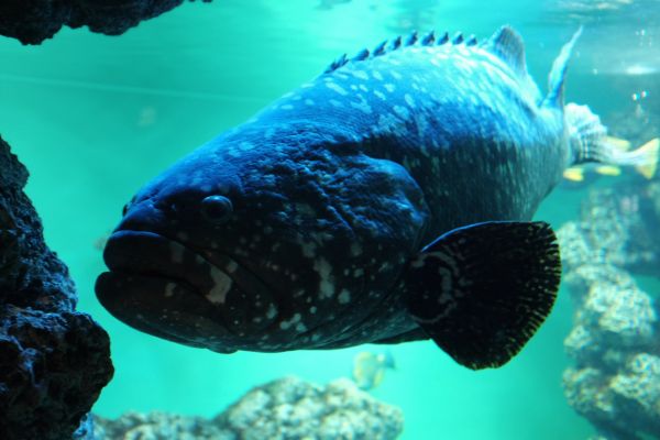 sea, fish, blue, underwater, coral reef, coral