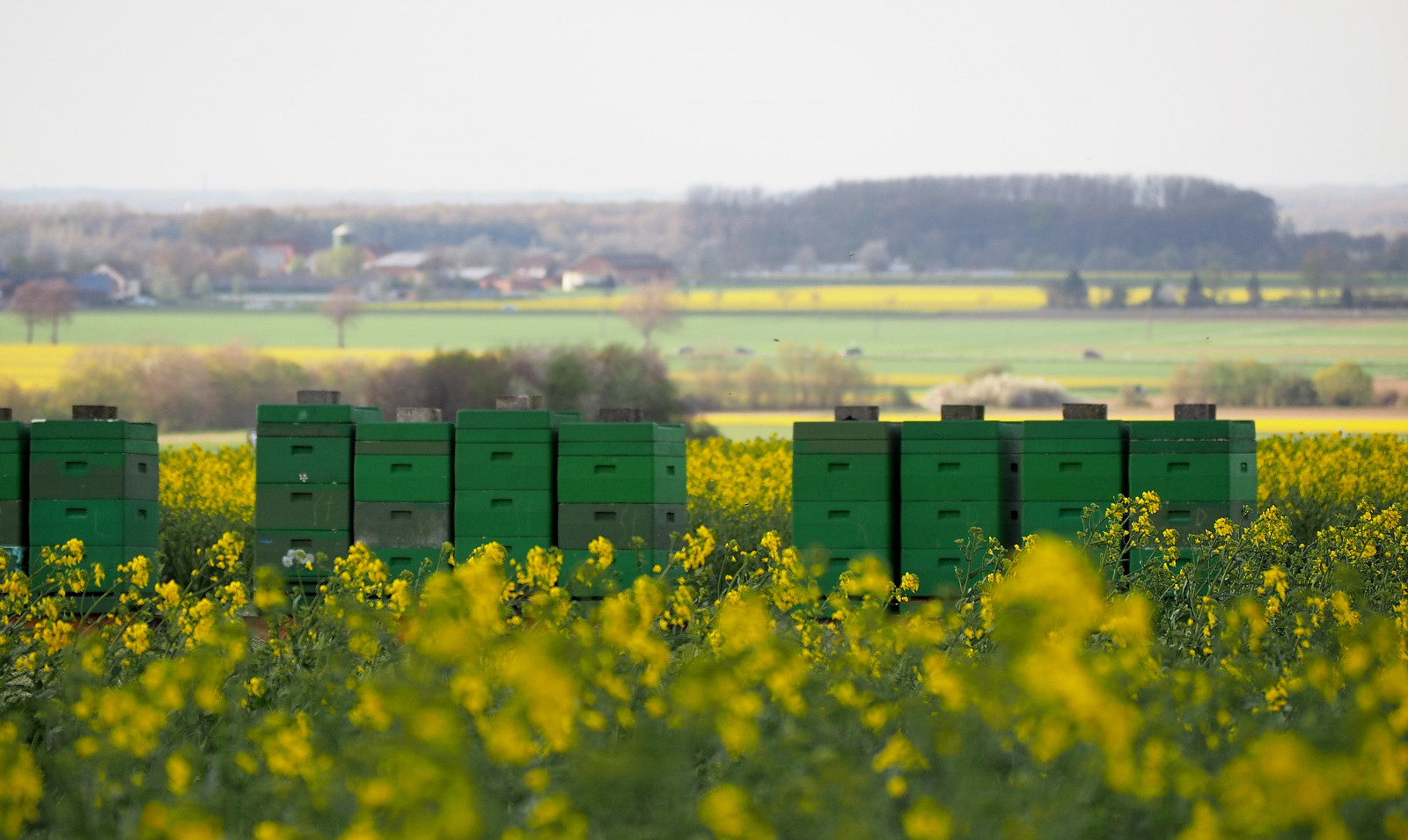 แสงแดด, แนวนอน, หญ้า, ท้องฟ้า, ฟิลด์, สีเขียว, สีเหลือง, เช้า, ฟาร์ม, ทอง, Olympus, Rapeseed, ต้นไม้, flickr, landschaft, ดอกไม้, ทุ่งหญ้า, ปลูก, deutschland, raps, gr n, B1, คาโนลา, เกษตรกรรม, ทุ่งหญ้า, omd, ที่ราบ, พลังงาน, เจลบ์, em1, ดอกไม้ป่า, ทุ่งหญ้า, pflanze, feld, พืช, เขตชนบท, ผลิต, Braseriaica, โรงงานมัสตาร์ด, brassica rapa, มัสตาร์ดและครอบครัวกะหล่ำปลี, wlangemeyer, 40150 มม, Weite, Heiter, sch rfentiefe, fruhling, geseke, Honig, rapshonig, ehreingerfeld