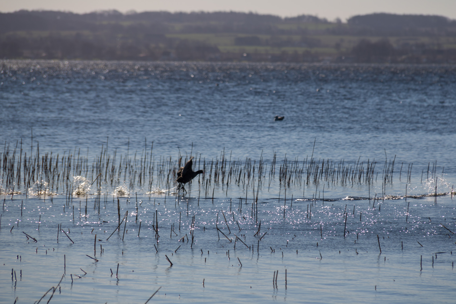 moře, jezero, voda, Příroda, pobřeží, odraz, zima, Volně žijících živočichů, mokřadní, pták, vatten, h r, sj, ringsj n, bažina, atmosférický jev, vodní pták, mělčina při ústí řeky