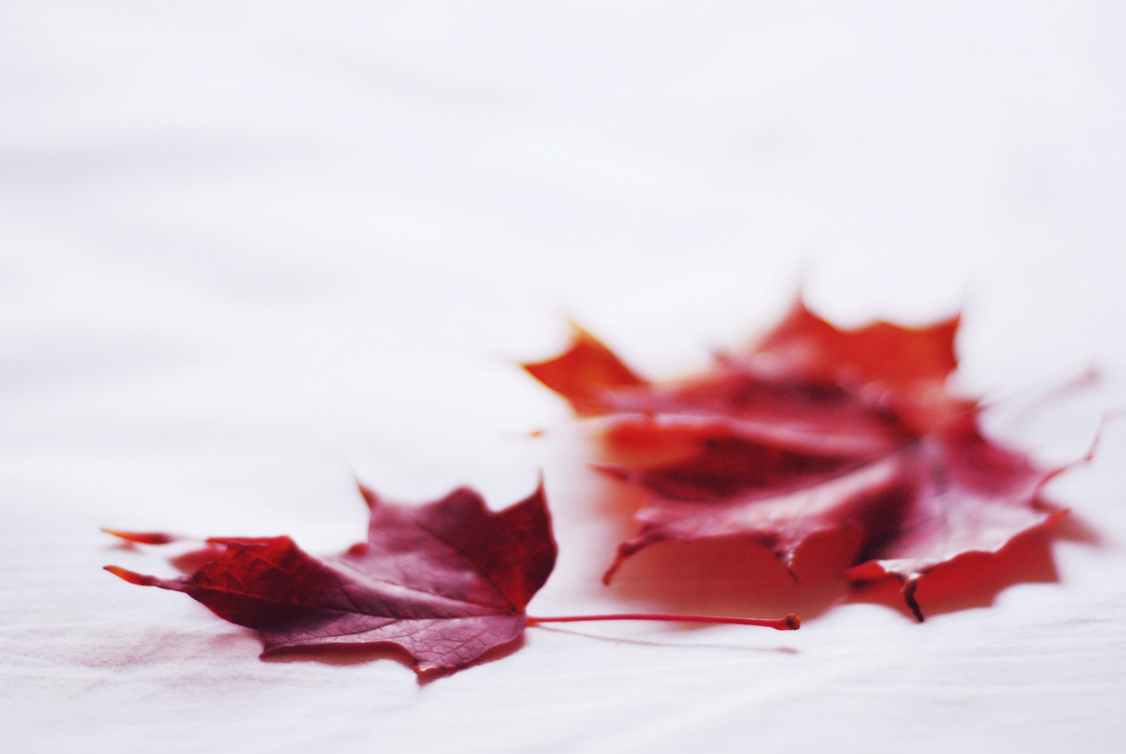 rouge, blanc, feuilles, érable, encore, october262008, myfaveleaves, 365daysobbokehproject