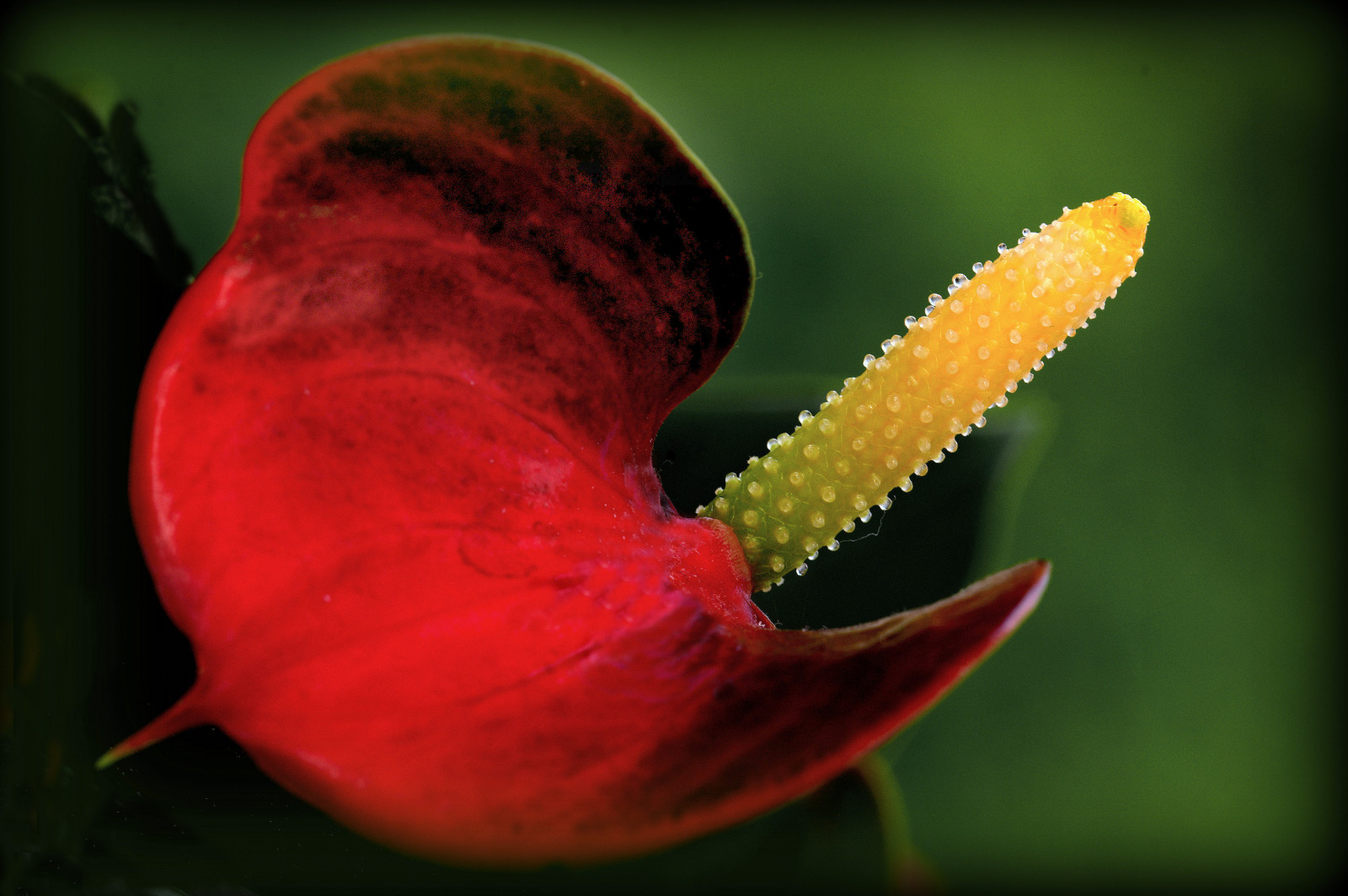 อาหาร, ธรรมชาติ, สีแดง, เงา, การถ่ายภาพ, ใกล้ชิด, แมโคร, ผลไม้, สีเขียว, สีเหลือง, ร้อน, แปลกใหม่, เบา, ใบไม้, ดอกไม้, ปลูก, บาน, พืช, กลีบดอก, โรคโพแทสเซียม, ผลิต, โรงงานที่ดิน, พืชดอก, ใกล้ชิด, การถ่ายภาพมาโคร, ต้นกำเนิด