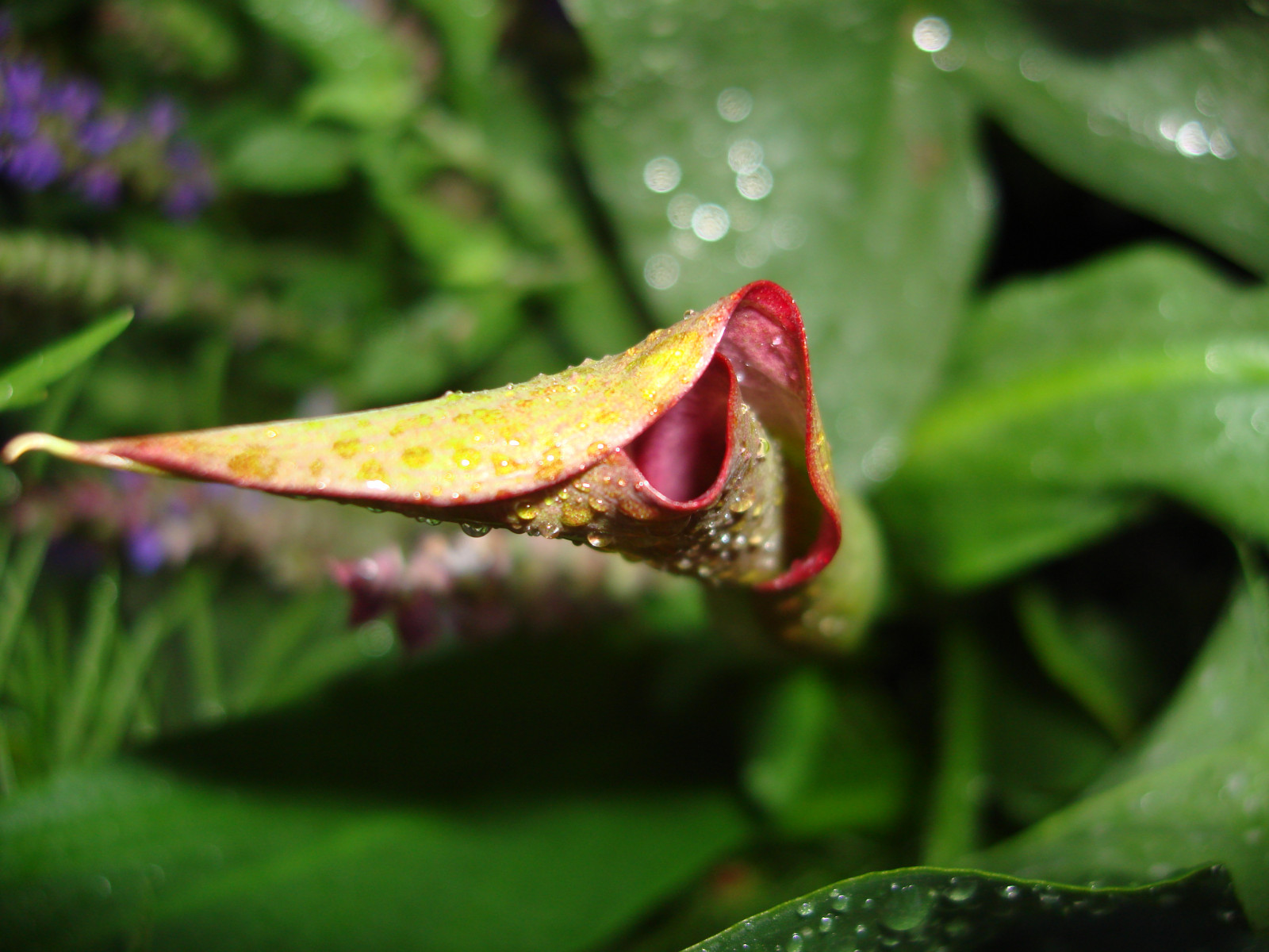 fab, květ, makro, květ, dof, searchthebest, kala, bokeh, rosa, pupen, bec, Soe, bufet, rozhodnutí lidí, naturesfinest, fpc, Přímá kamera, blueribbonwinner, greatphotographers, naturescall, supershot, 50faves, flowerotica, outstandingshots, flickrsbest, passionphotography, fantasticflower, goldenmix, naturesgallery, mywinners, abigfave, Worldbest, shieldofexcellence, platinumphoto, anawesomeshot, flickrenvy, superbmasterpiece, diamondclassphotographer, flickrdiamond, naturewatcher, Macromix, wonderfulworldmix, macromarvels, betterthangood, theperfectphotographer, thegardenofzen, Thebestpool, goldstaraward, macroflowerlovers, treeofhonor