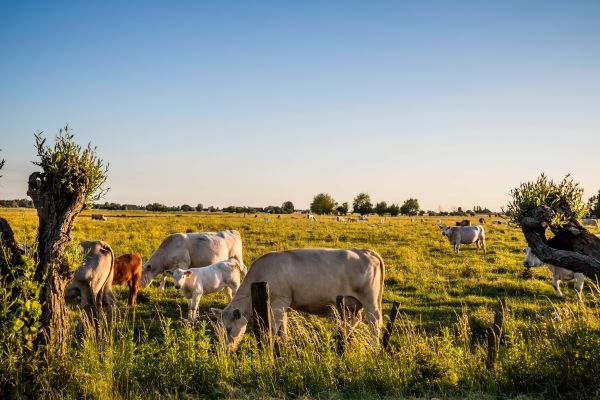 landscape,nature,grass,field,wildlife,farm