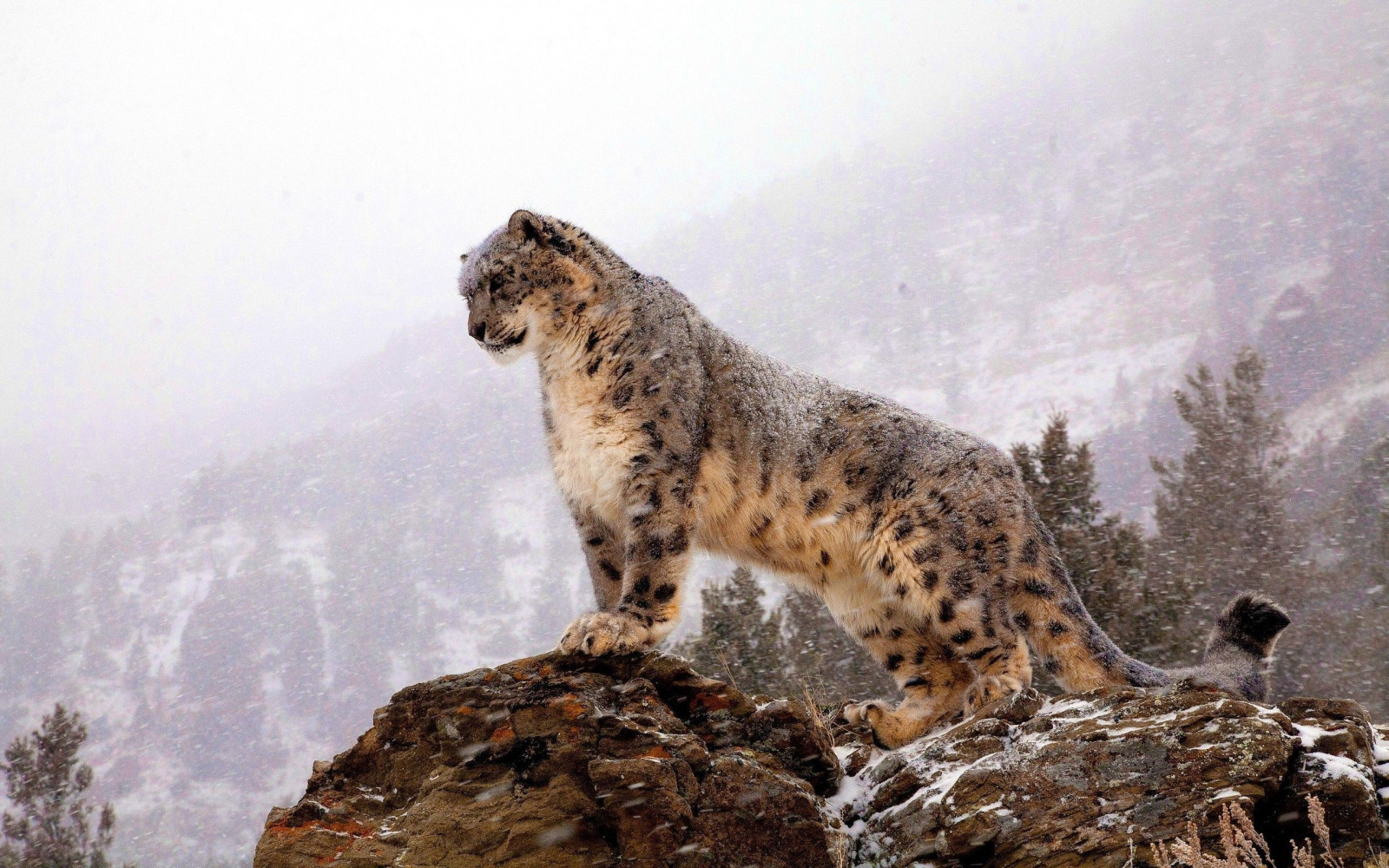 animali, natura, grandi gatti, lince, leopardo, leopardi delle nevi, leopardo delle nevi, leopardo animale, gatto selvatico, lince rossa, fauna, mammifero, vertebrato, gatto come mammifero