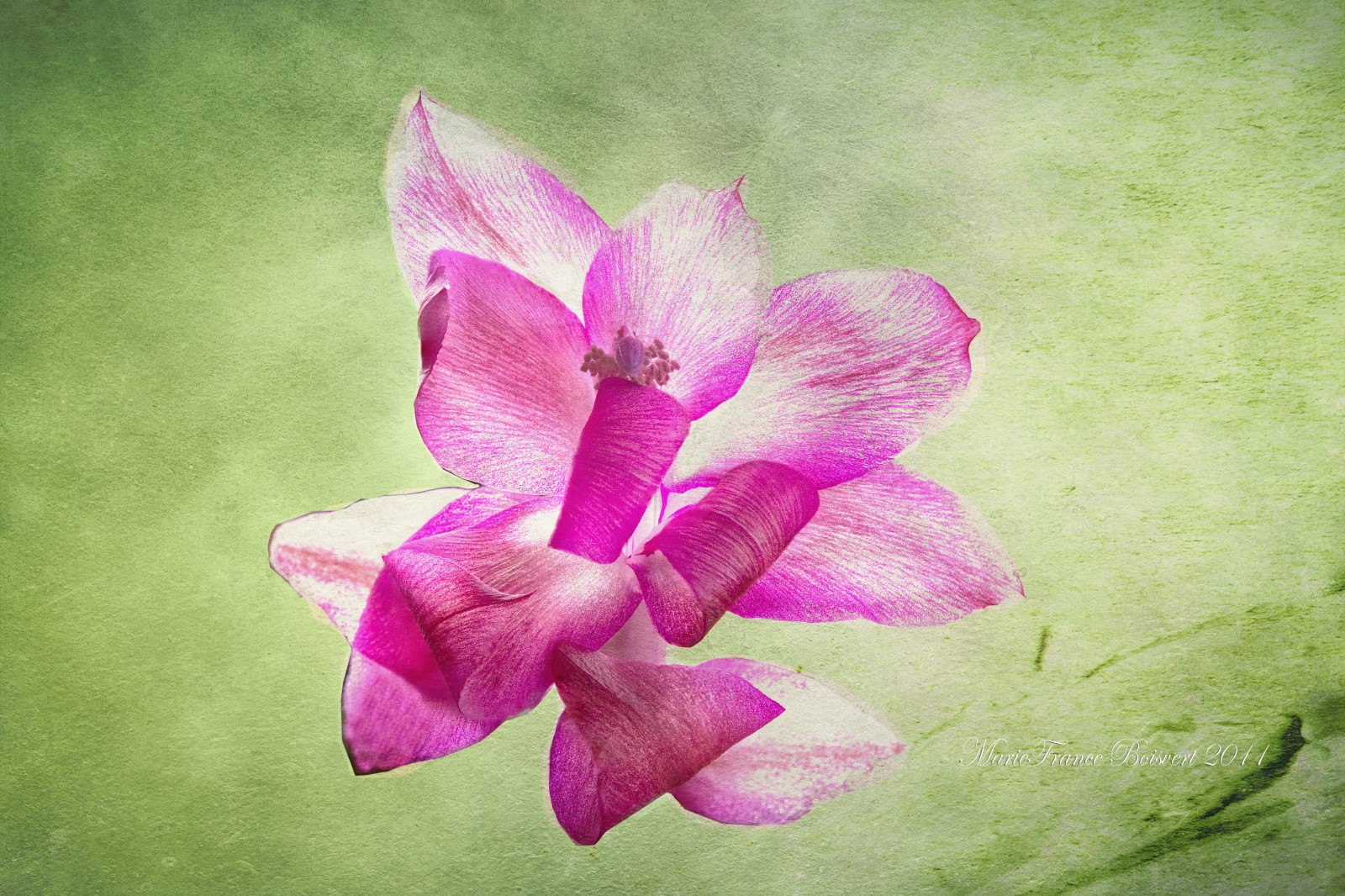 Unduh 300 Wallpaper Bunga Gladiol Gratis Unduh 300 Wallpaper Bunga Gladiol Gratis