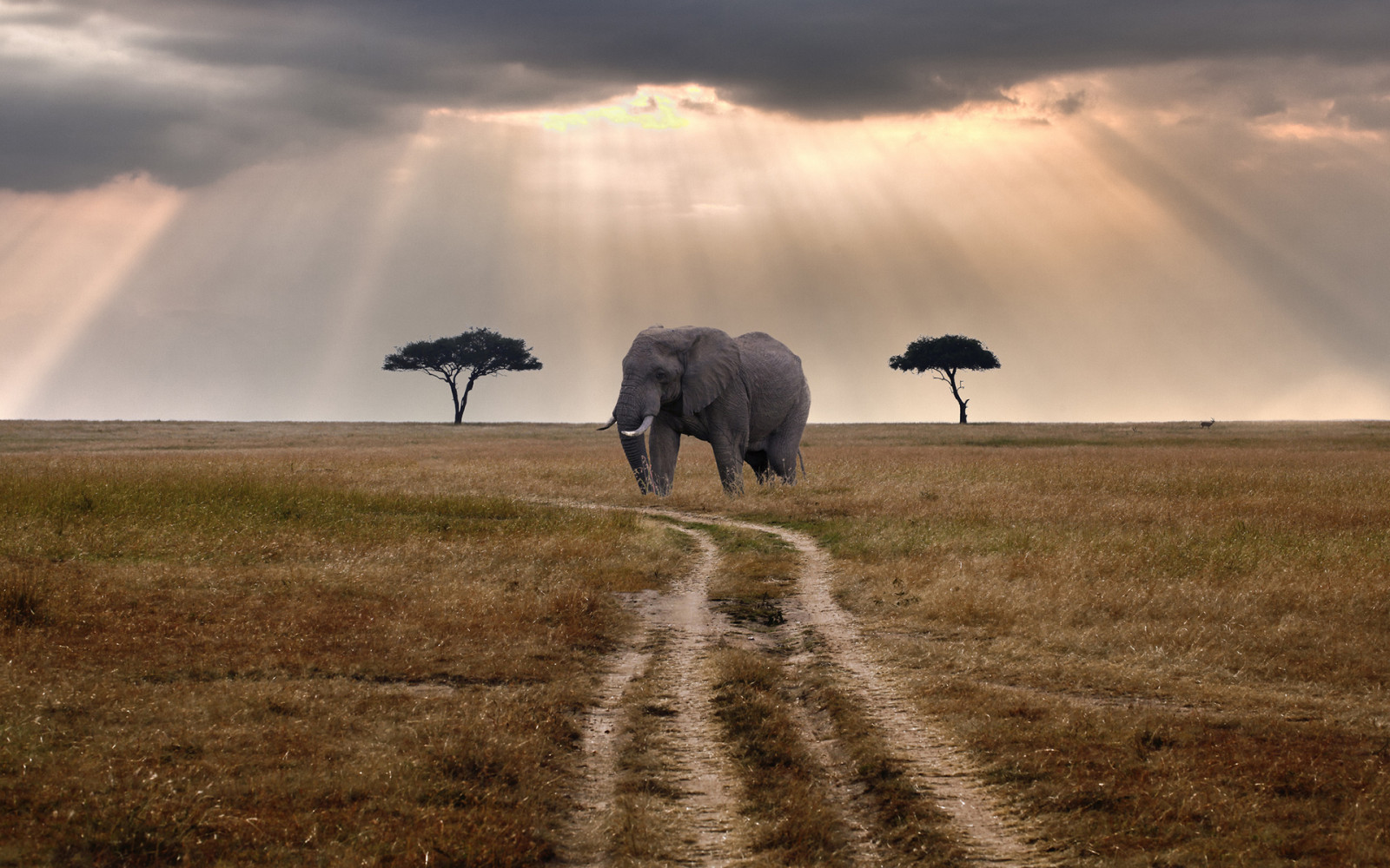 Elephant Path Example Gate Wallpaper : 1920x1200 px, elephant, path, sunlight, trail, trees ...