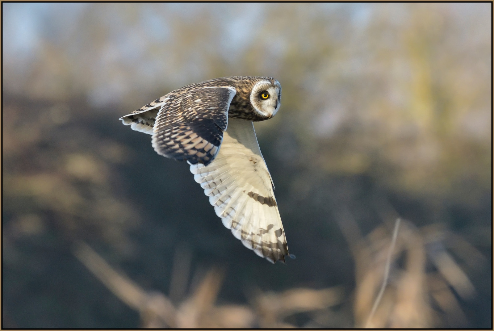 ธรรมชาติ, บิน, สัตว์ป่า, นกล่าเหยื่อ, นกฮูก, ปาก, เหยื่อ, Falcon, กระต่าย, เที่ยวบิน, นก, ตะวันออก, birdofprey, ปีก, สั้น, สัตว์ป่า, anglia, นกฮูกสีเทาที่ยอดเยี่ยม, สิ่งมีชีวิต, อีโครีเจียน, สั้น, แคมบริดจ์, หู, Fens