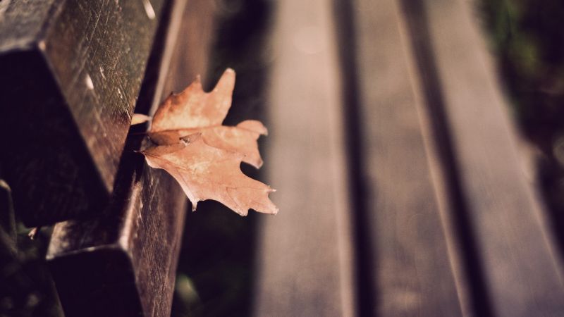 1920x1080 px, lavice, hloubka pole, podzim, listy 1920x1080 px, lavice, hloubka pole, podzim, listy