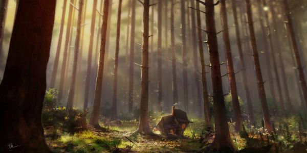 plant,People in nature,Natural landscape,ecoregion,wood,branch