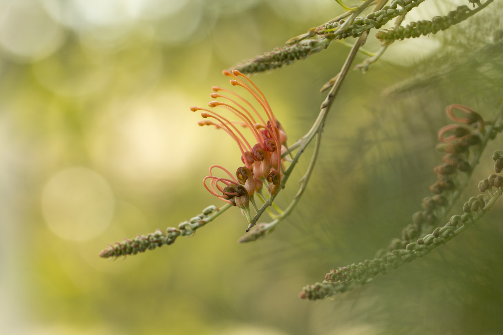 podzim, zahrada, Příroda, park, hmyz, Kánon, bokeh, 2015, Austrálie, odpoledne, rodák, Victoria, australský, Melbourne, podzim, rostlina, flóra, dof, Botanická zahrada, eos, 60d, škůdce, smět, zblízka, makro fotografie, závod stonek, bezobratlý, organismus, membrána okřídlený hmyz, Grevillea, Cranbourne, Proteaceae, Australiangarden, Royalbotanicgardenscranbourne, Cranbournebotanicgardens, Dwarfgrevillea, Grevilleananasubspnana