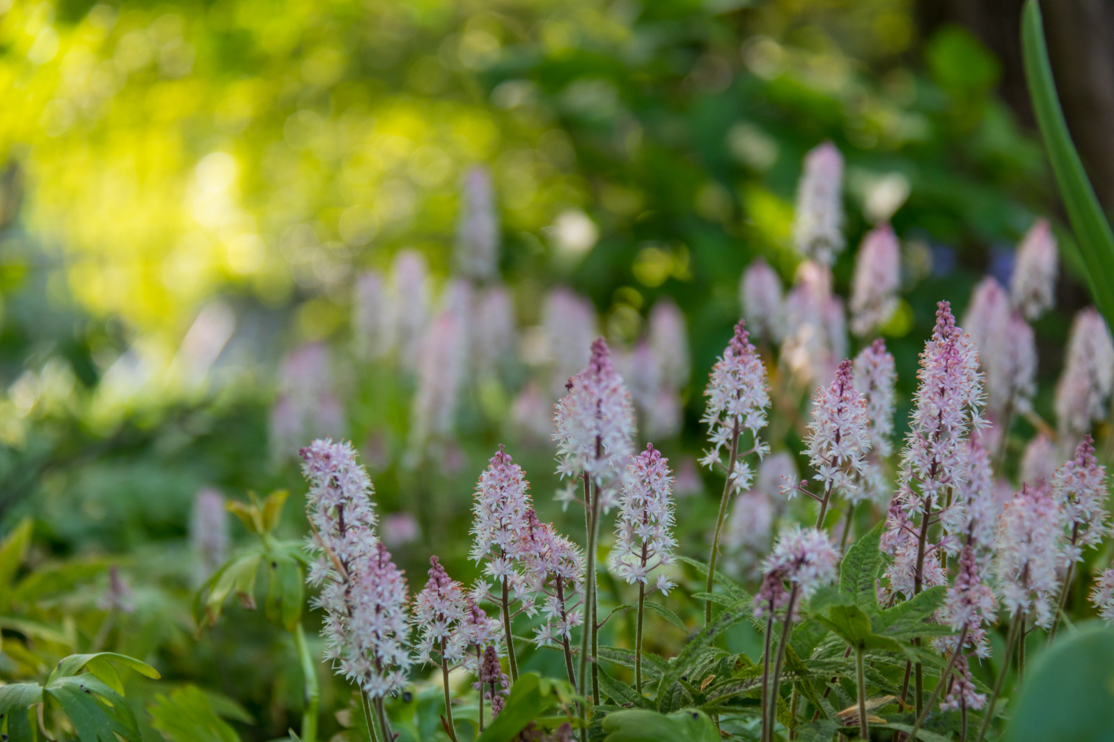 zahrada, Příroda, tráva, zelená, květ, bylina, list, květ, rostlina, flóra, Blomma, parku Stadsparken, Trelleborg, louka, divoká rostlina, botanika, suchozemská rostlina, kvetoucí rostlina, keř, makro fotografie
