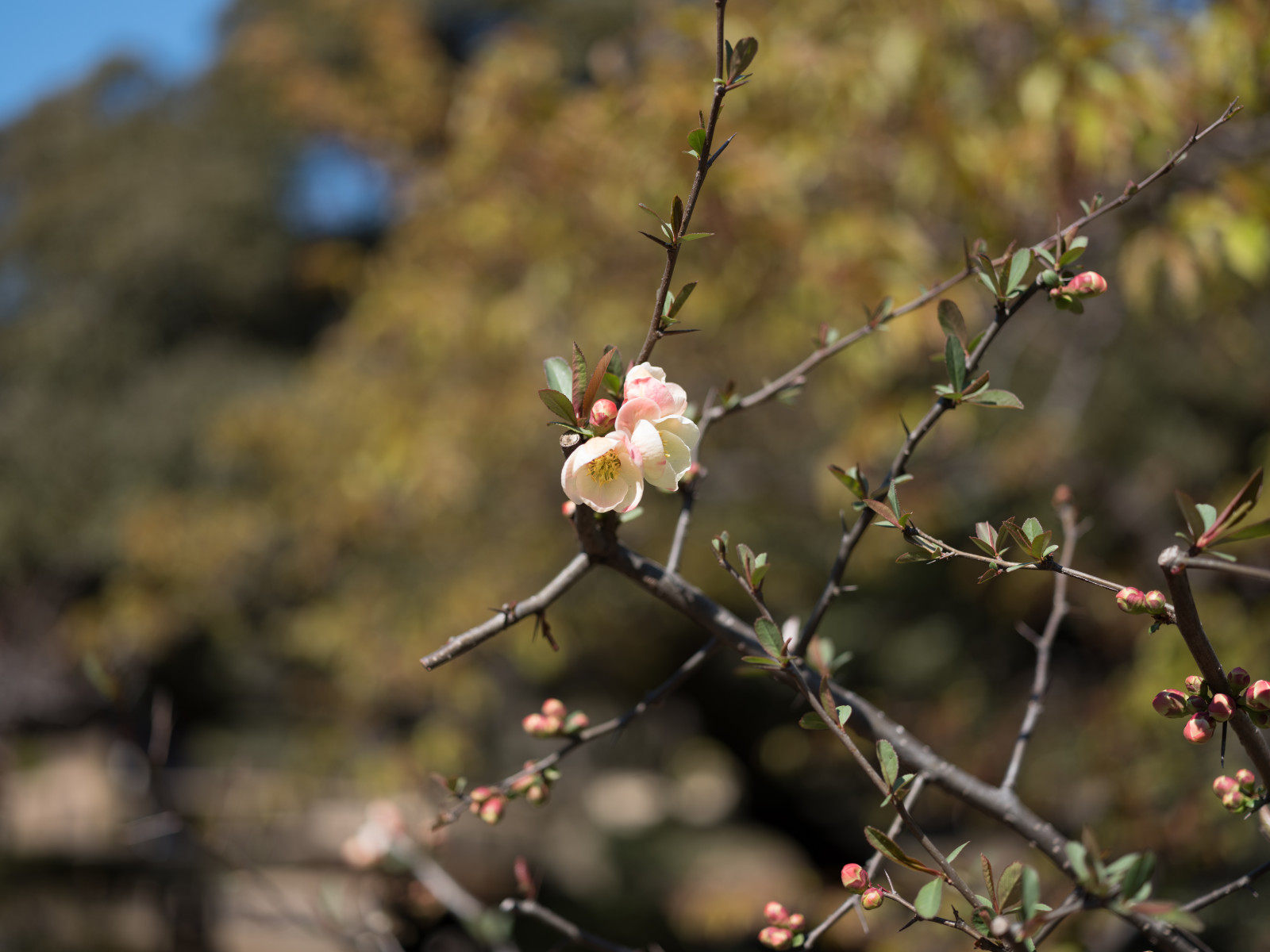 Japonsko, Příroda, park, větev, Třešňový květ, květ, jaro, Tokio, Fujifilm, jp, strom, podzim, list, květ, rostlina, sezóna, flóra, fuji, Fujinon, gf, gf63mm, gf63mmf28rwr, gfx, gfx50s, shinjukgyoen, Shinjuku, divoká rostlina, větvička, vyrobit, botanika, suchozemská rostlina, kvetoucí rostlina, makro fotografie
