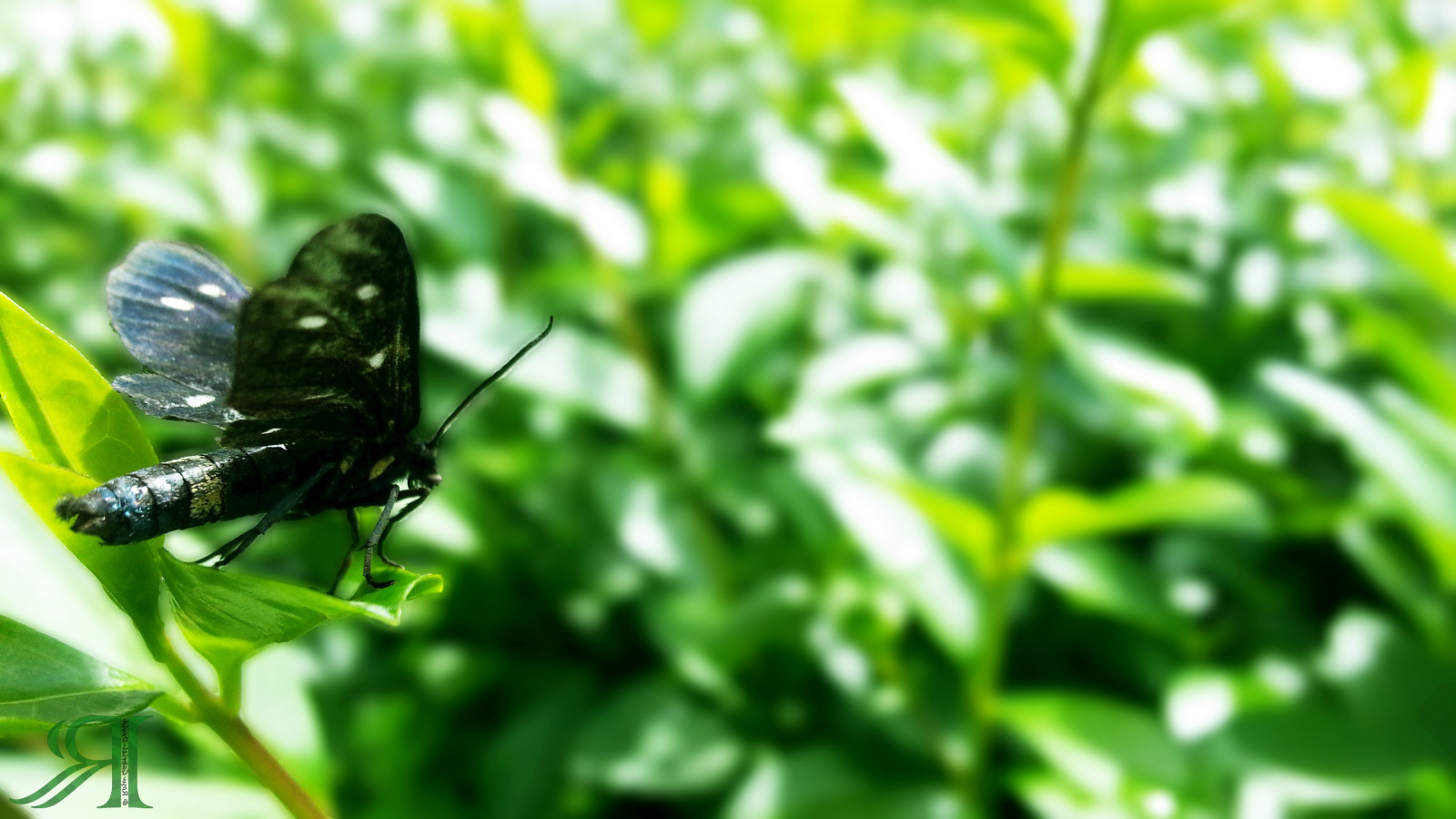 3264x1836 px, 매크로, 자연