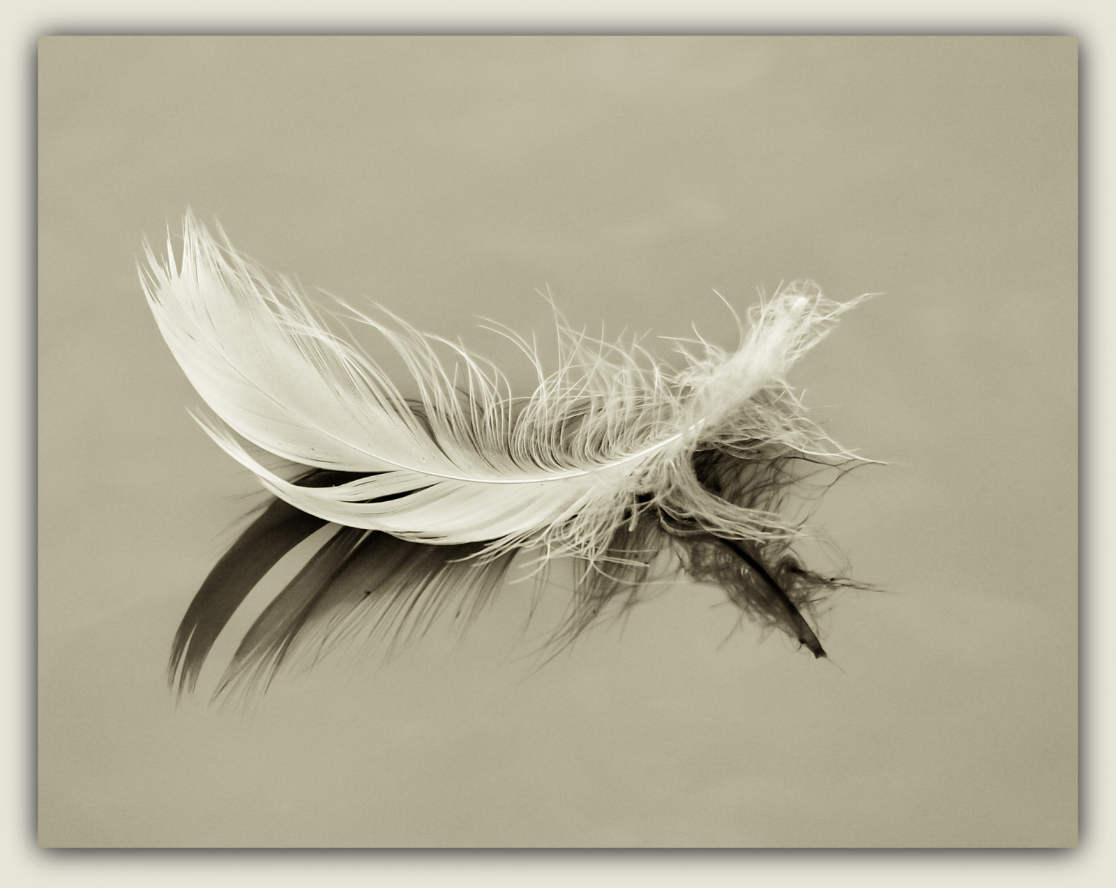 sakerfalkefotografie, Feder, Schwan, labuť, spiegelung, odraz, voda, venkovní, zrcadlení, Pírko