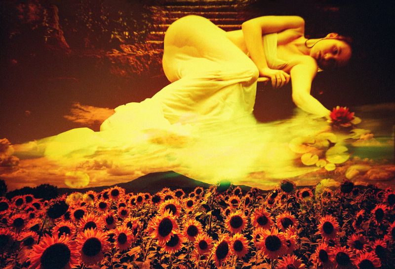 giallo, fiore, cielo, pianta, petalo, luce del sole