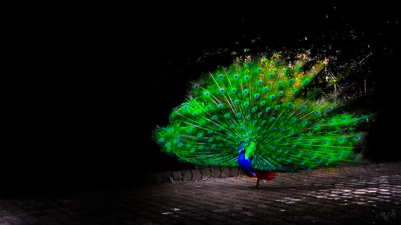 birds, animals, artwork, peacocks, night, green birds, animals, artwork, peacocks, night, green