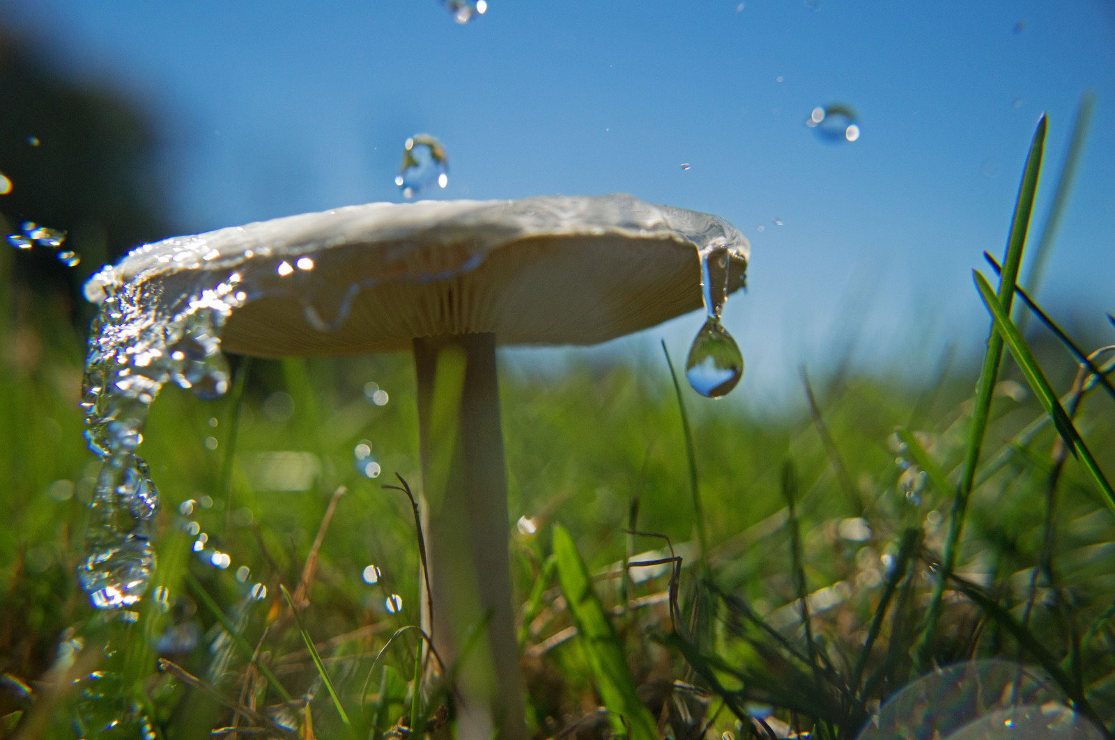 Wallpaper : jamur 6016x4000 - - 937992 - HD Wallpapers - WallHere